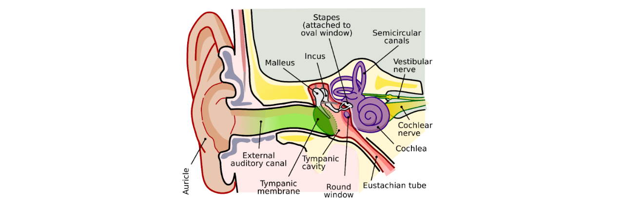 A diagram of the anatomy of the ear.