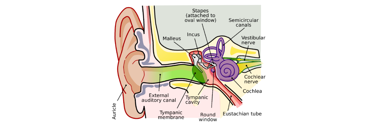 Anatomia dell'orecchio